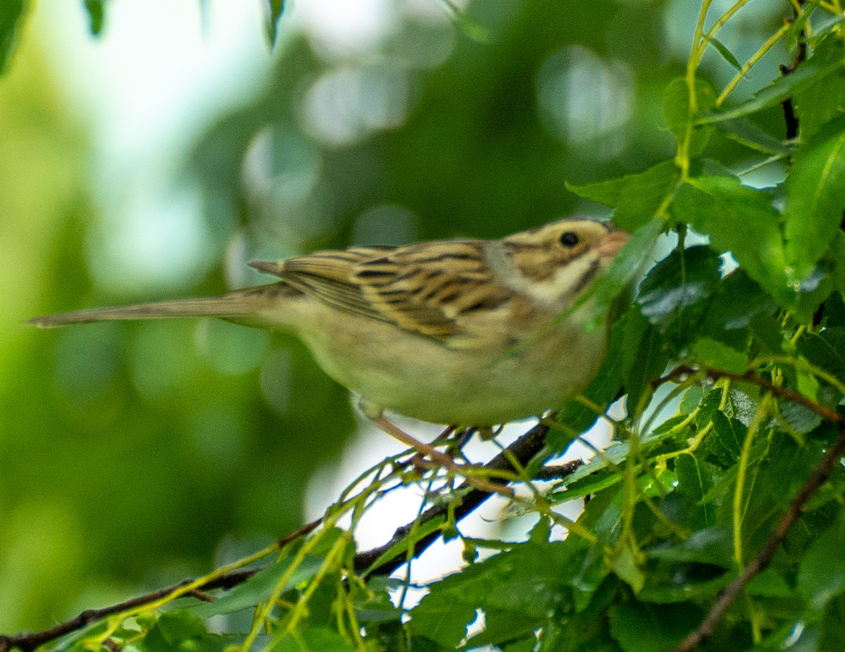 Clay-colored Sparrow - ML334312771
