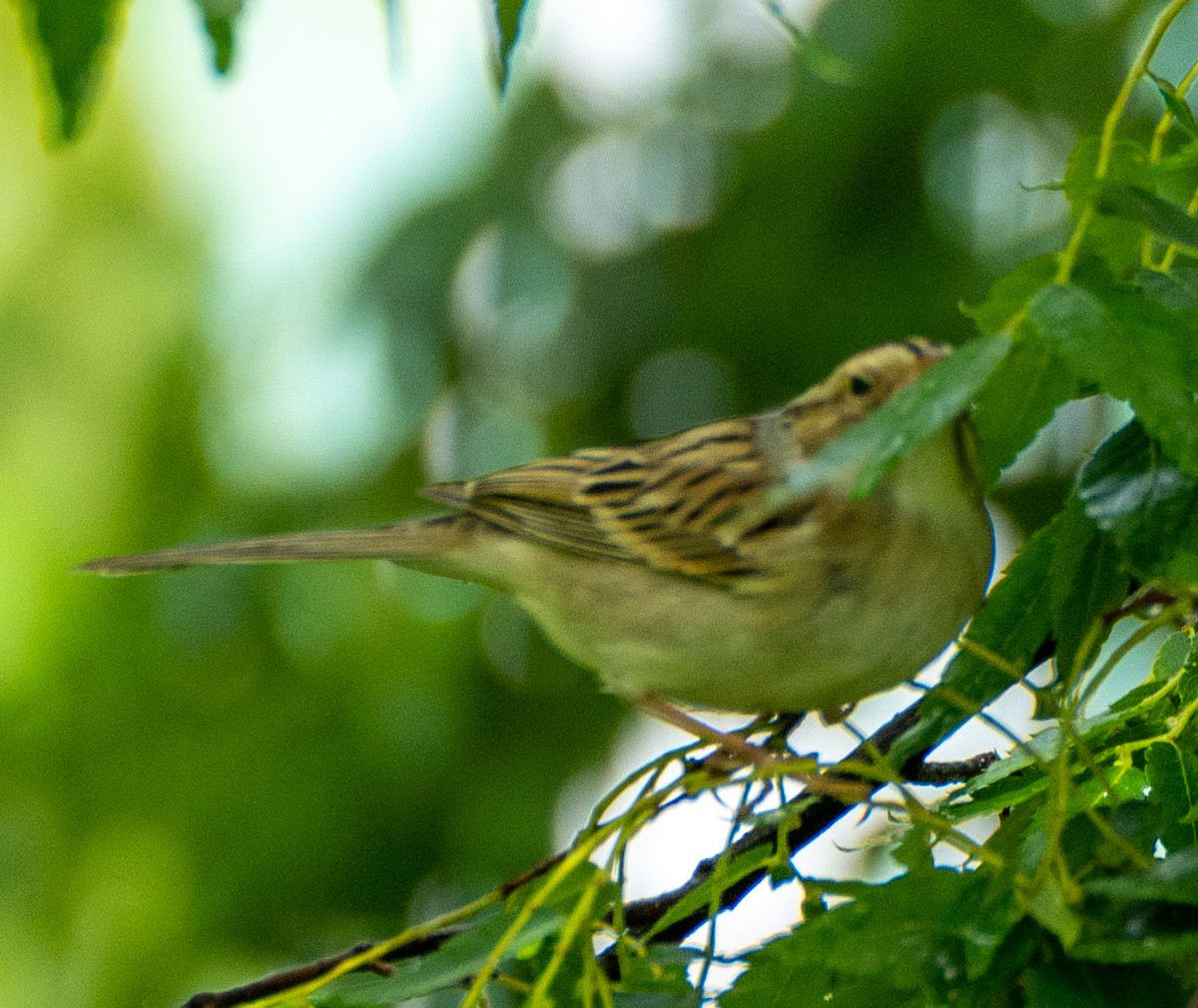 Clay-colored Sparrow - ML334312781