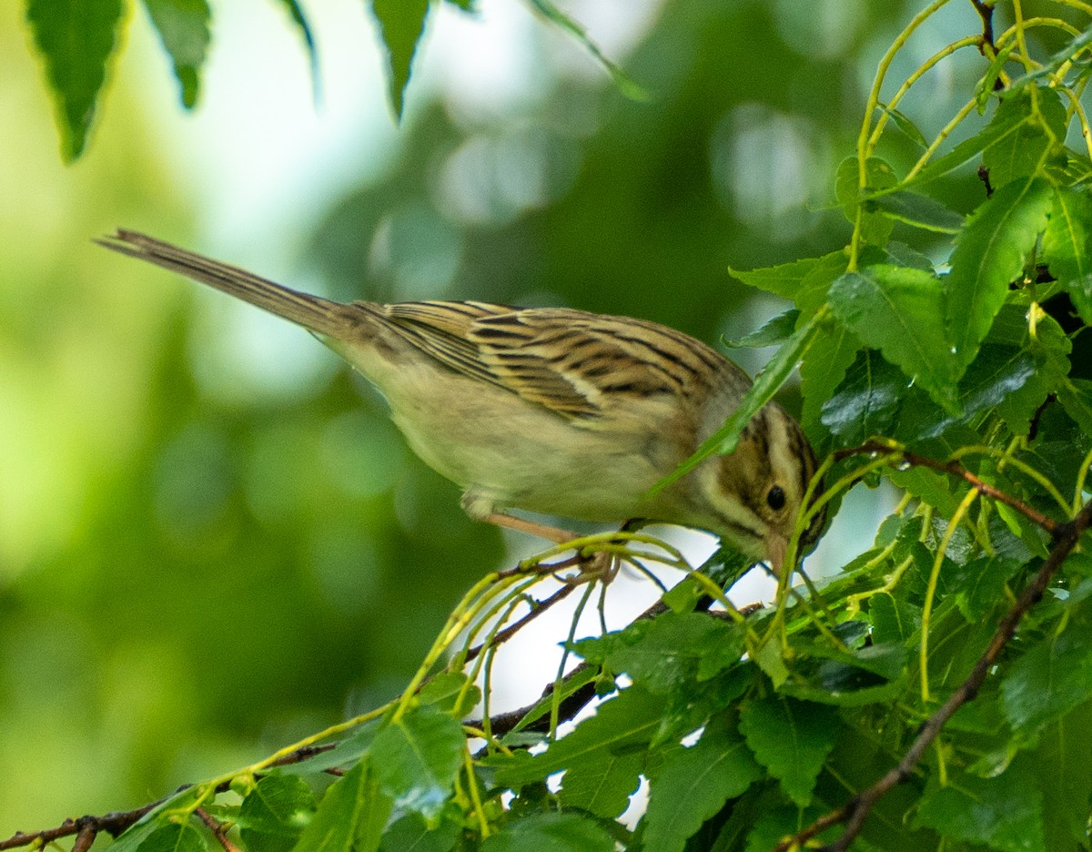 Clay-colored Sparrow - ML334312791
