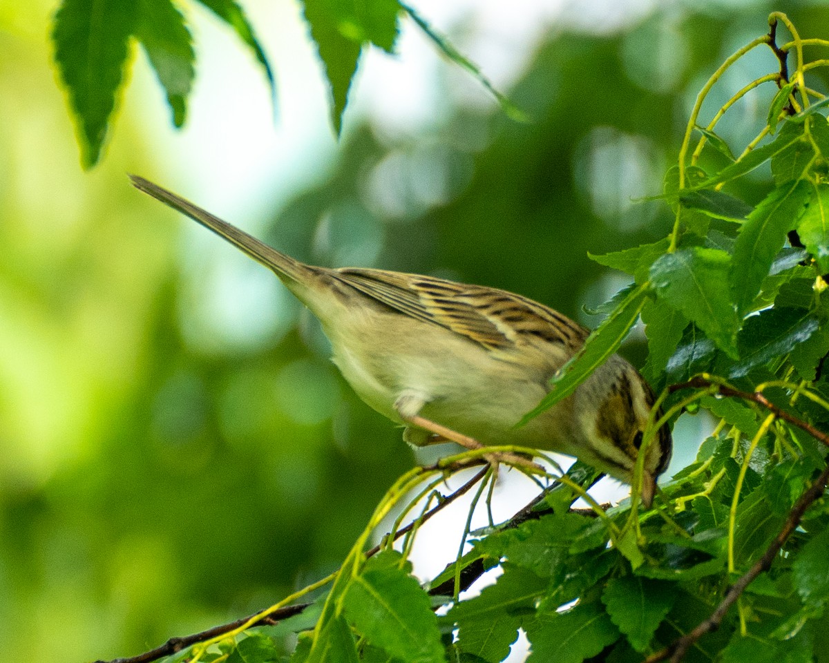 Clay-colored Sparrow - ML334312801