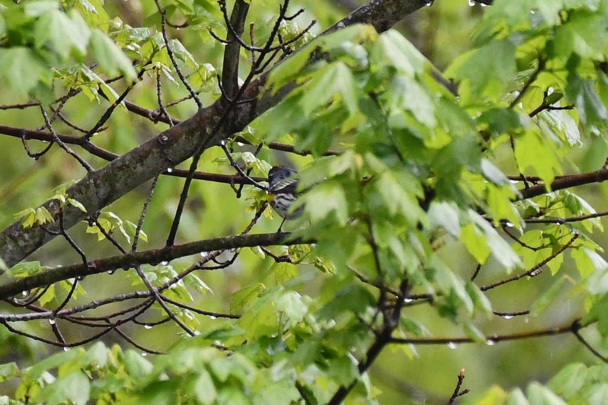 Black-and-white Warbler - ML334312951