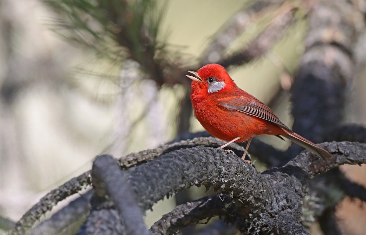 Red Warbler - Luke Seitz