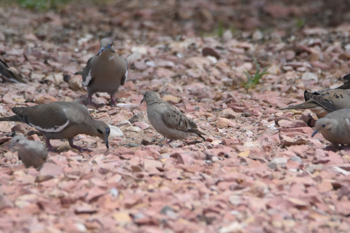 Ruddy Ground Dove - ML334314441
