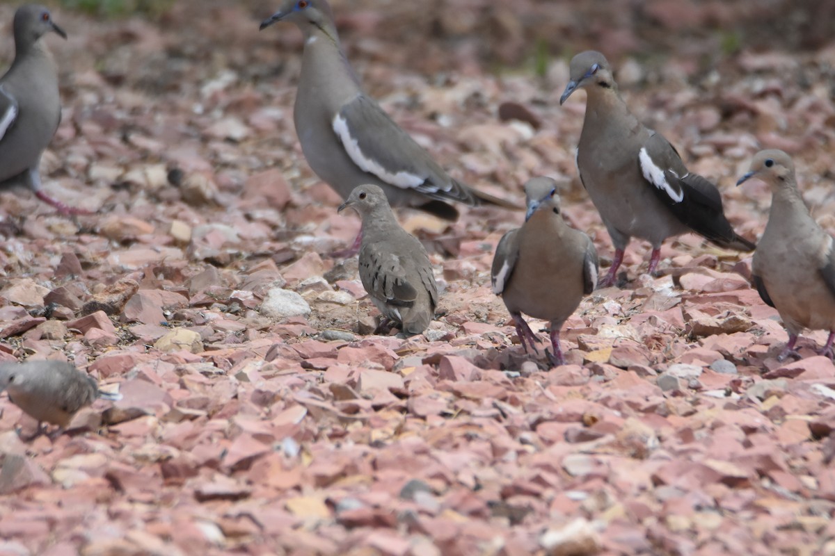 Ruddy Ground Dove - ML334315191