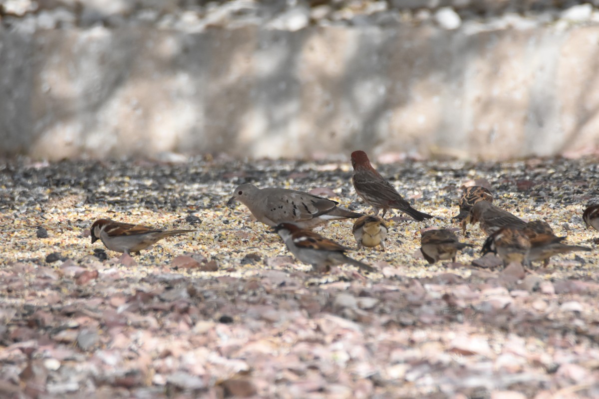 Ruddy Ground Dove - ML334315221