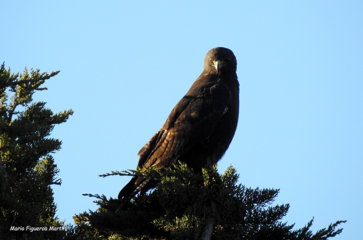 Rufous-tailed Hawk - ML334316131