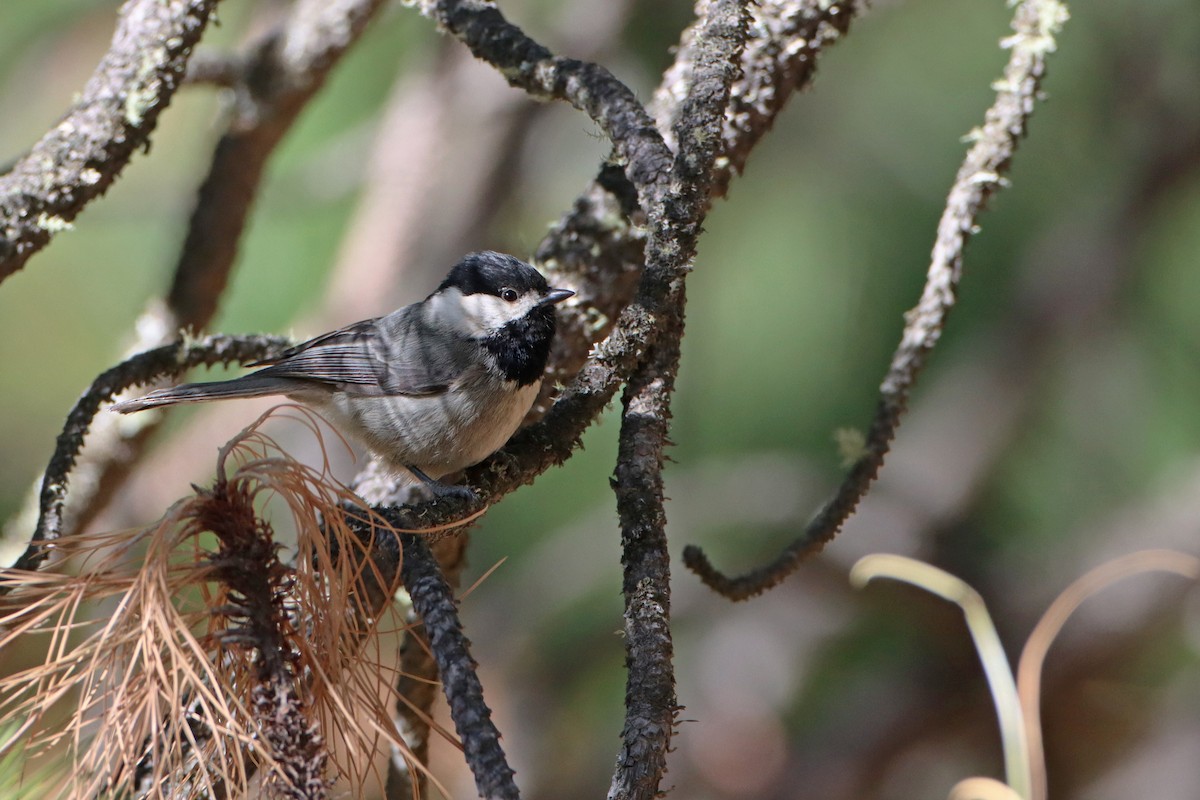 Mexican Chickadee - Luke Seitz