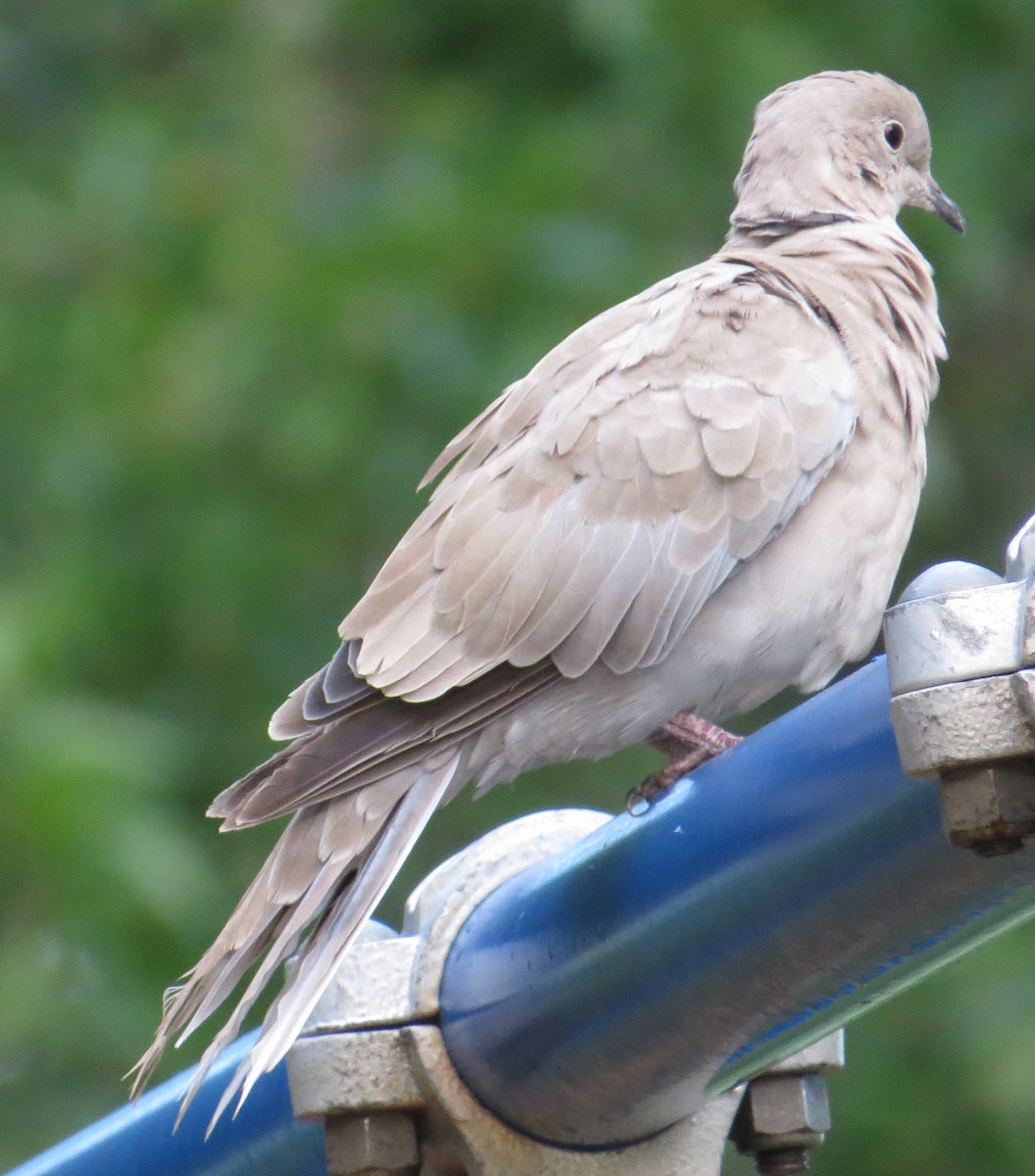 Eurasian Collared-Dove - ML33431751