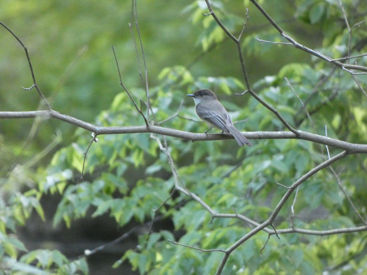 Eastern Phoebe - ML334318361