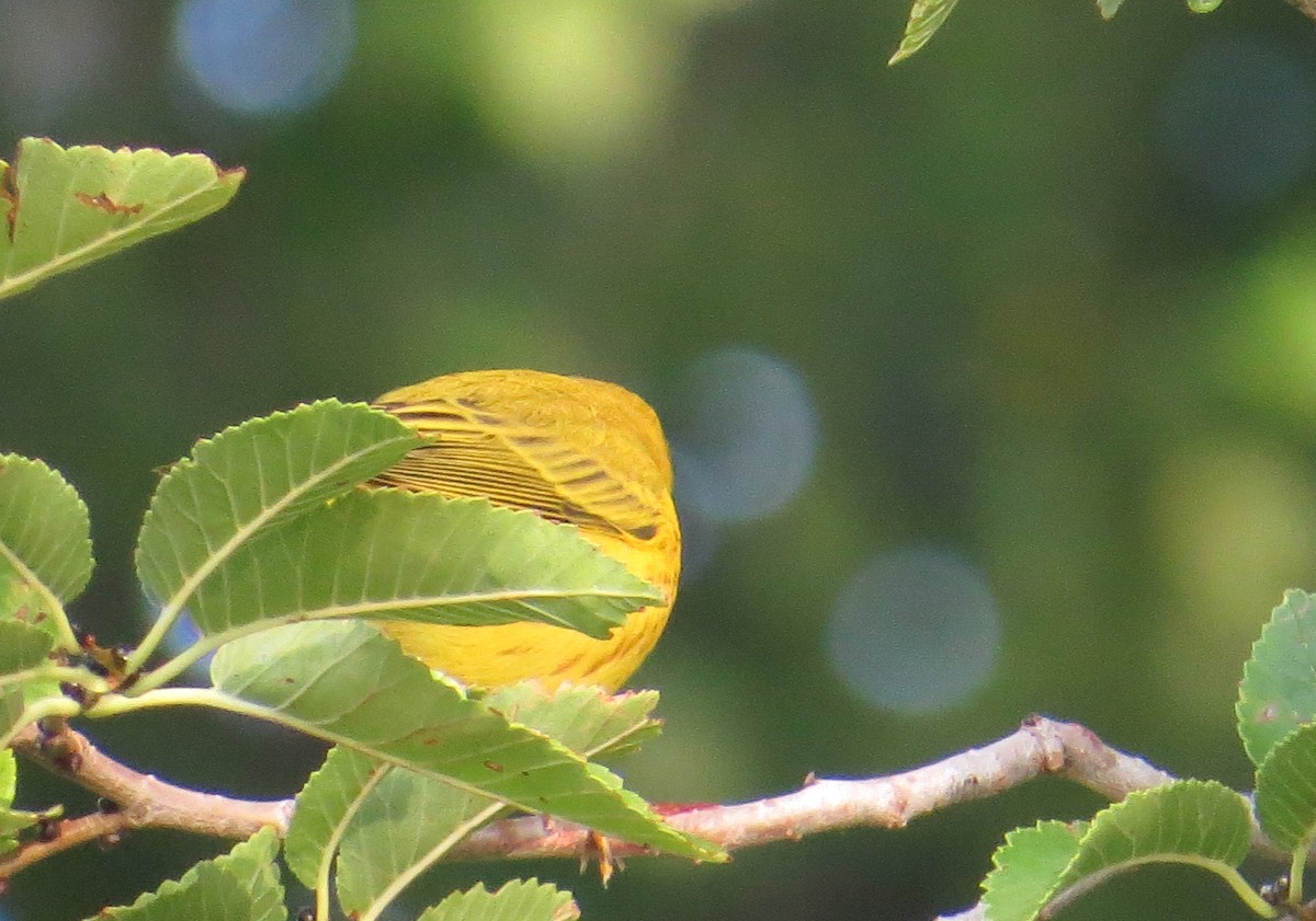 Yellow Warbler - ML33431861