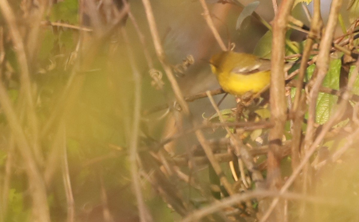 Blue-winged Warbler - ML334318871