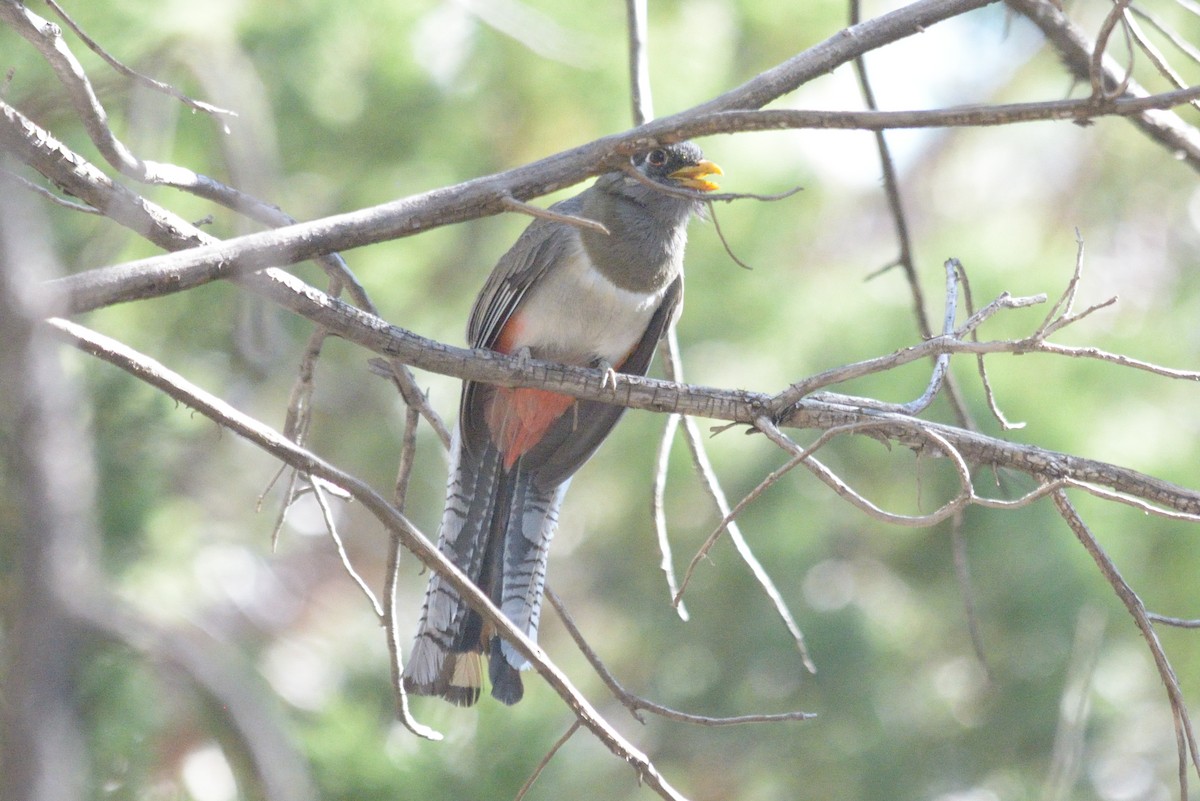 trogon krásný - ML334319231