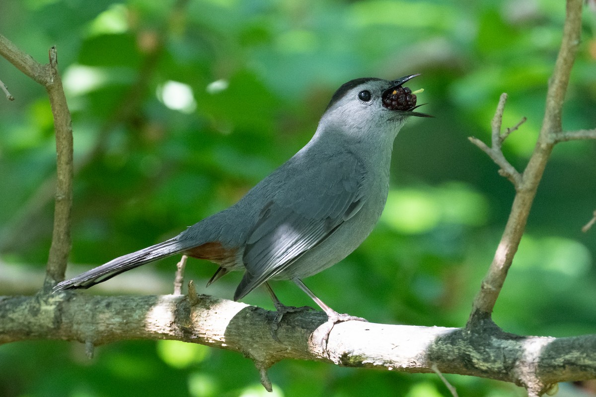 Gray Catbird - Suzie McCann