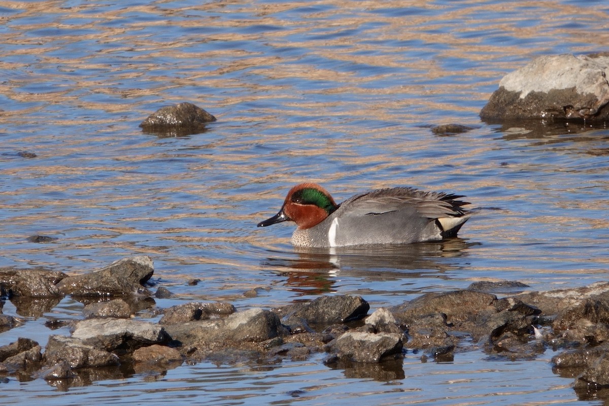 Green-winged Teal - ML334320191