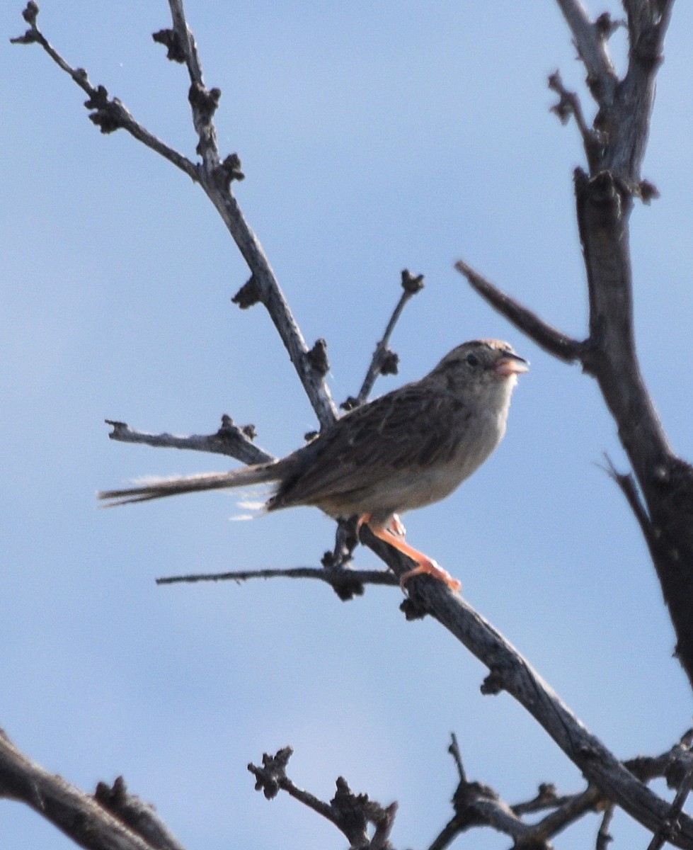 Cassin's Sparrow - ML33432071