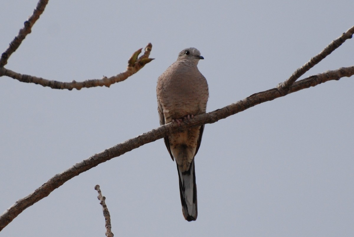 Inca Dove - ML334321411