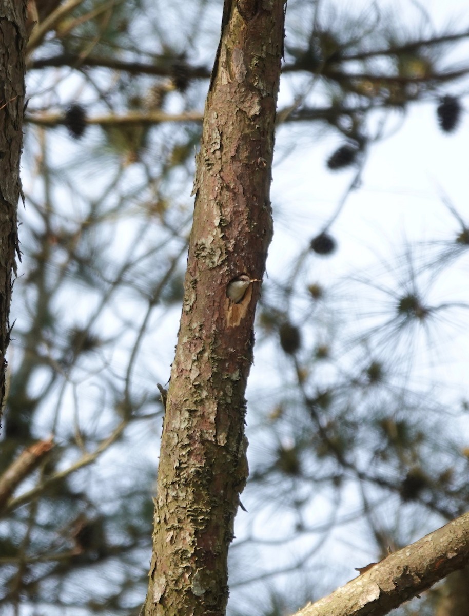 Brown-headed Nuthatch - ML334324501