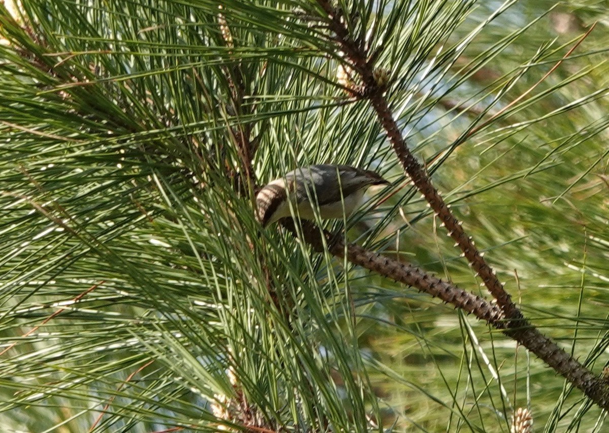 Brown-headed Nuthatch - ML334324801