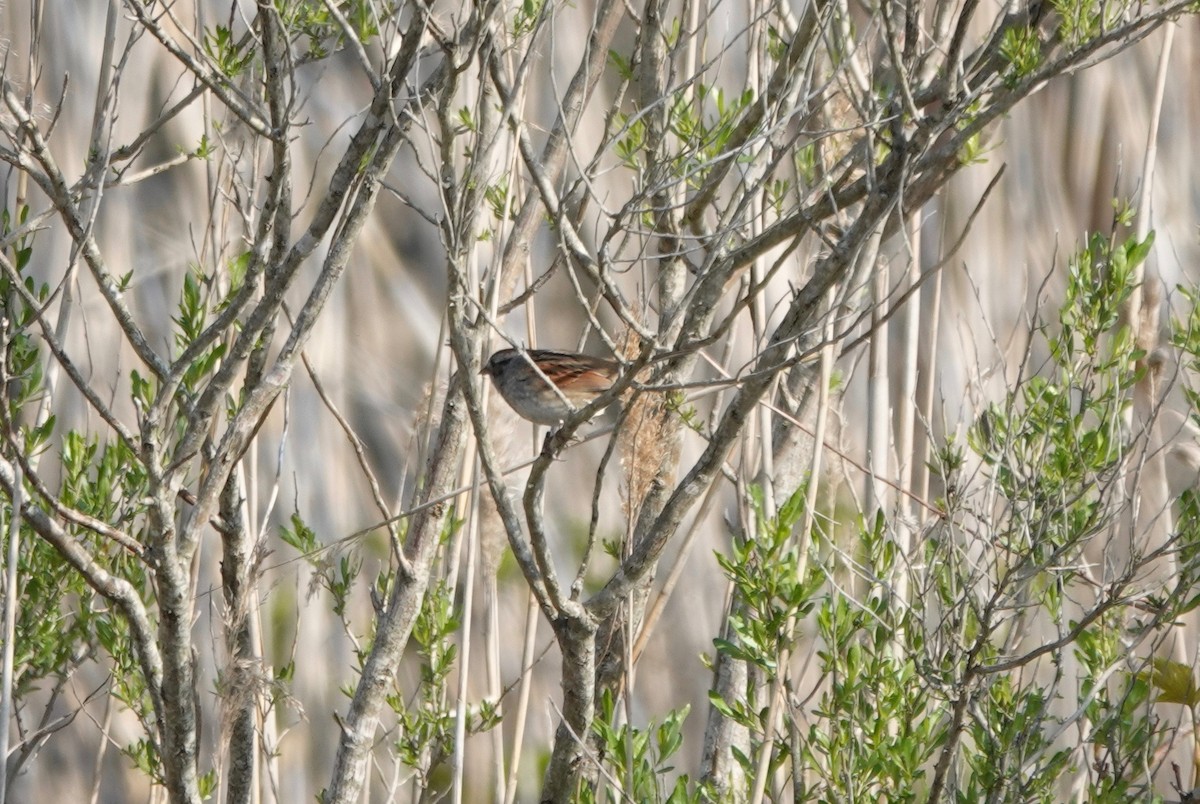 Swamp Sparrow - ML334324971