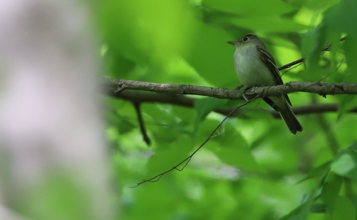 Acadian Flycatcher - Rob Bielawski