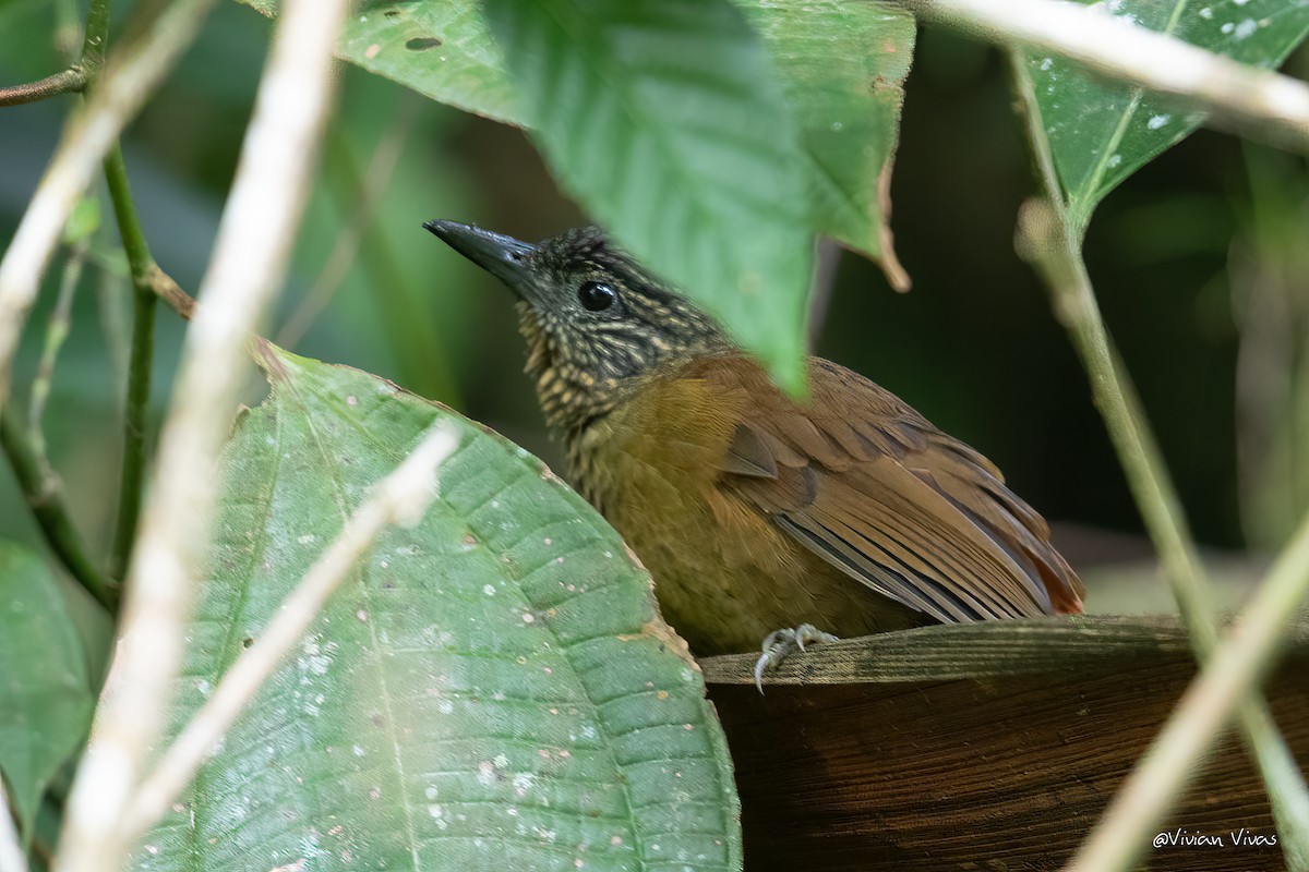 Streak-capped Treehunter - Vivian Vivas