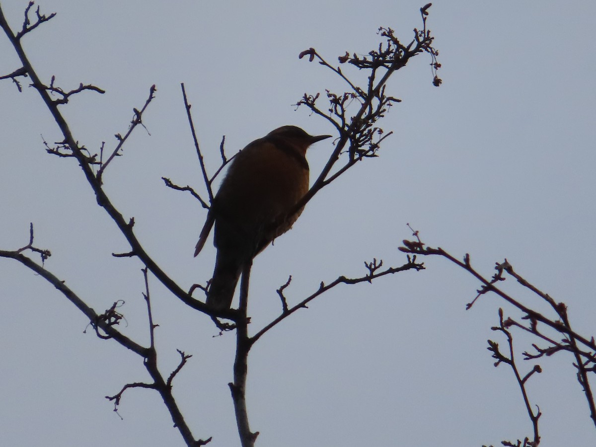 Varied Thrush - ML334327151