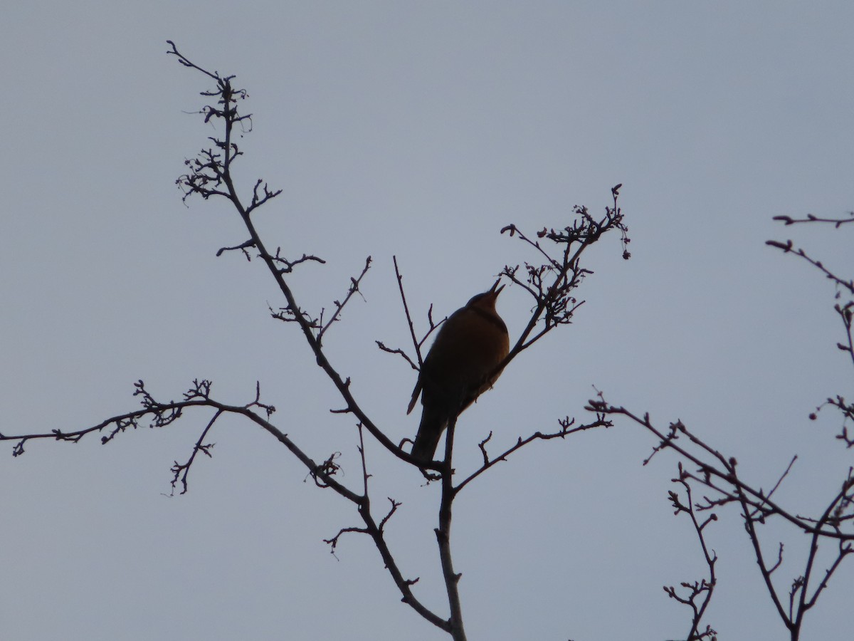 Varied Thrush - ML334327261