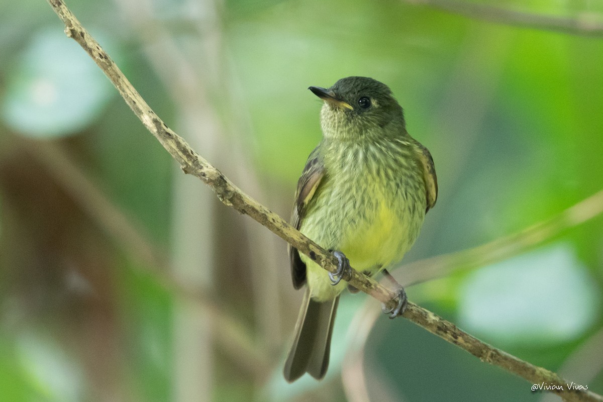 Olive-striped Flycatcher - ML334327511