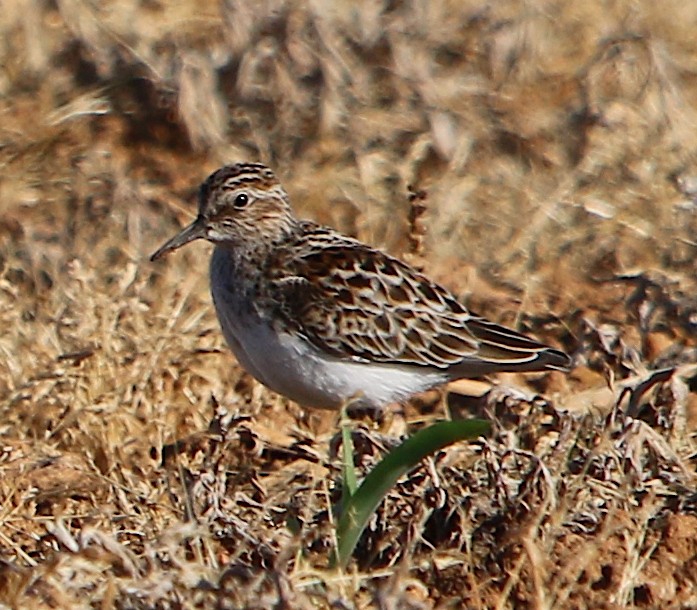 Least Sandpiper - ML334328181