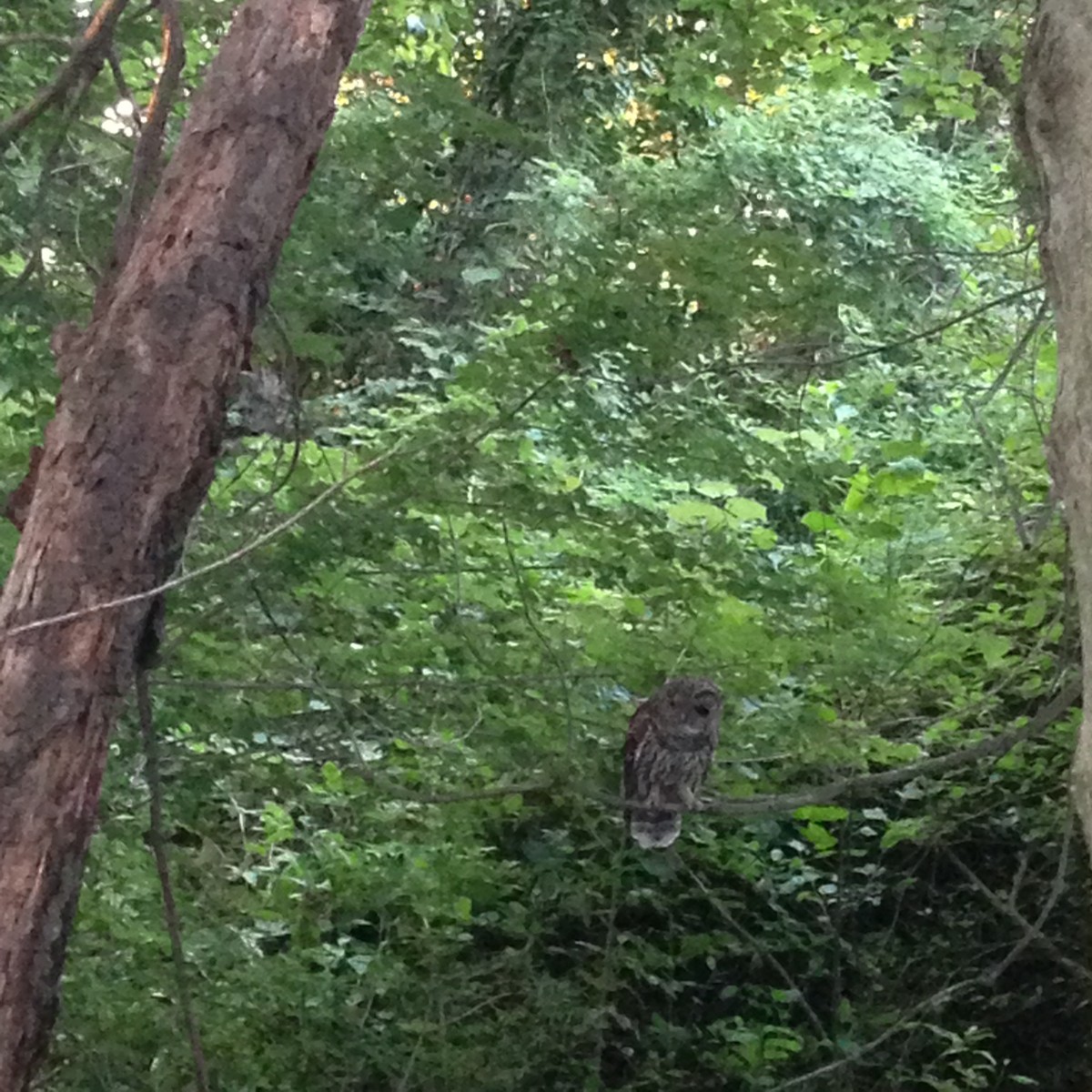 Barred Owl - ML33432821