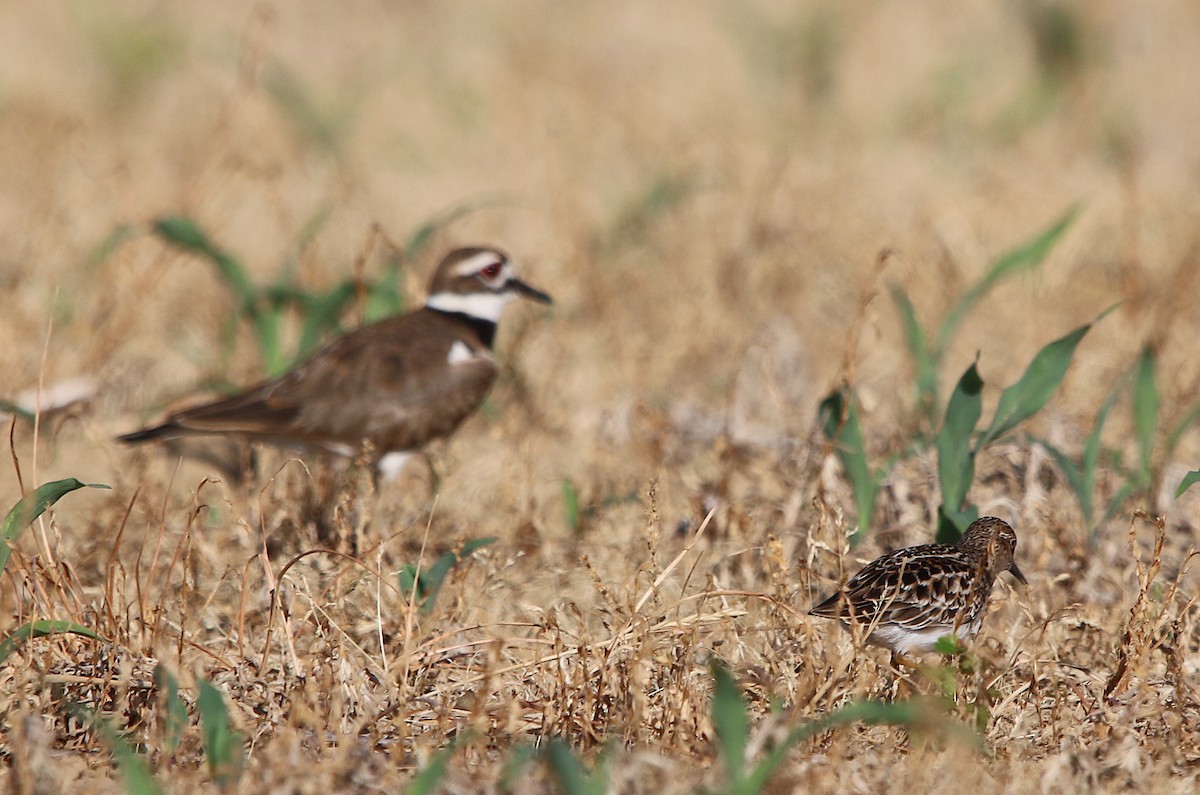 Least Sandpiper - ML334328251