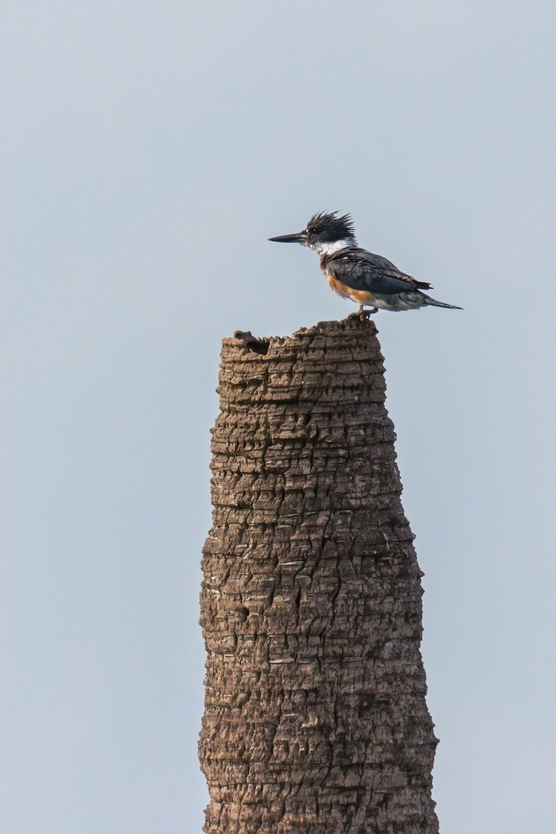 Belted Kingfisher - Dawn Currie