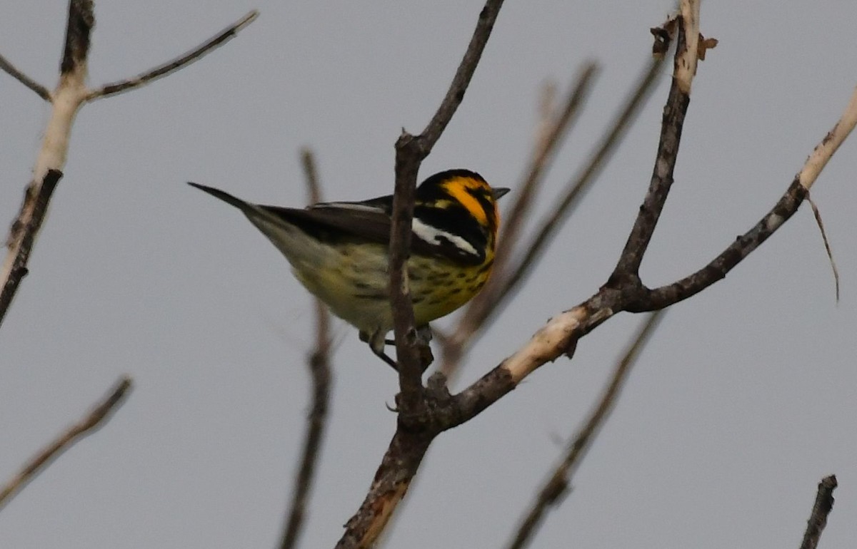 Blackburnian Warbler - James Bozeman