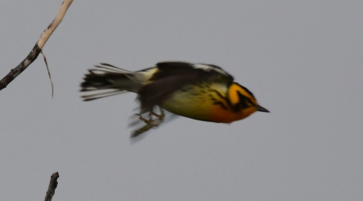 Blackburnian Warbler - James Bozeman