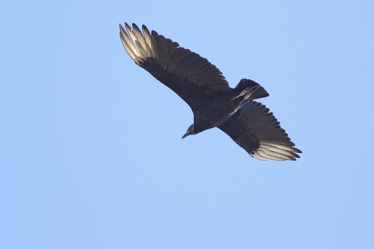 Black Vulture - Olivier Barden