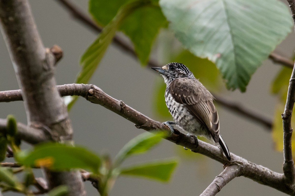 Speckle-chested Piculet - ML334331321