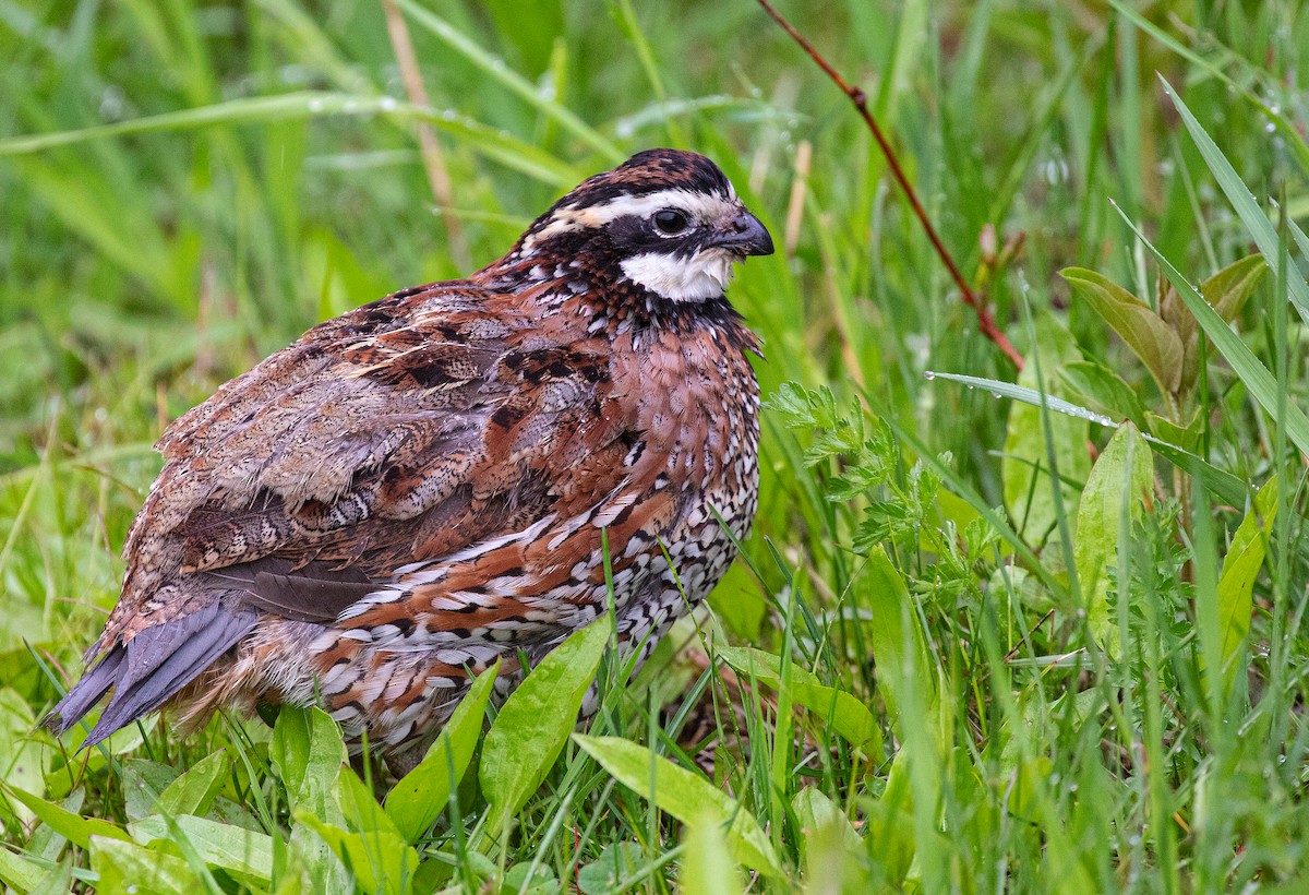 Northern Bobwhite - Anonymous