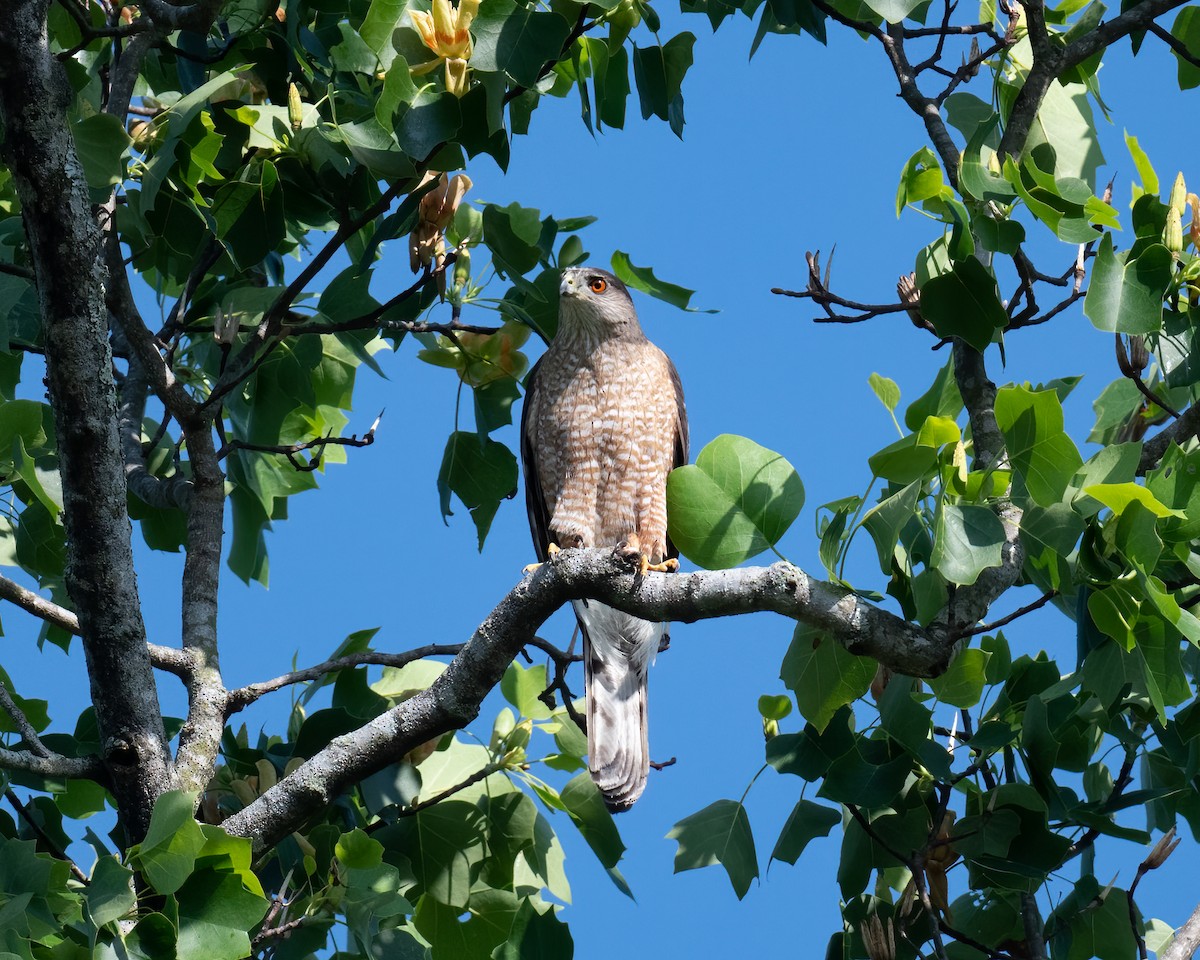 Cooper's Hawk - ML334338211