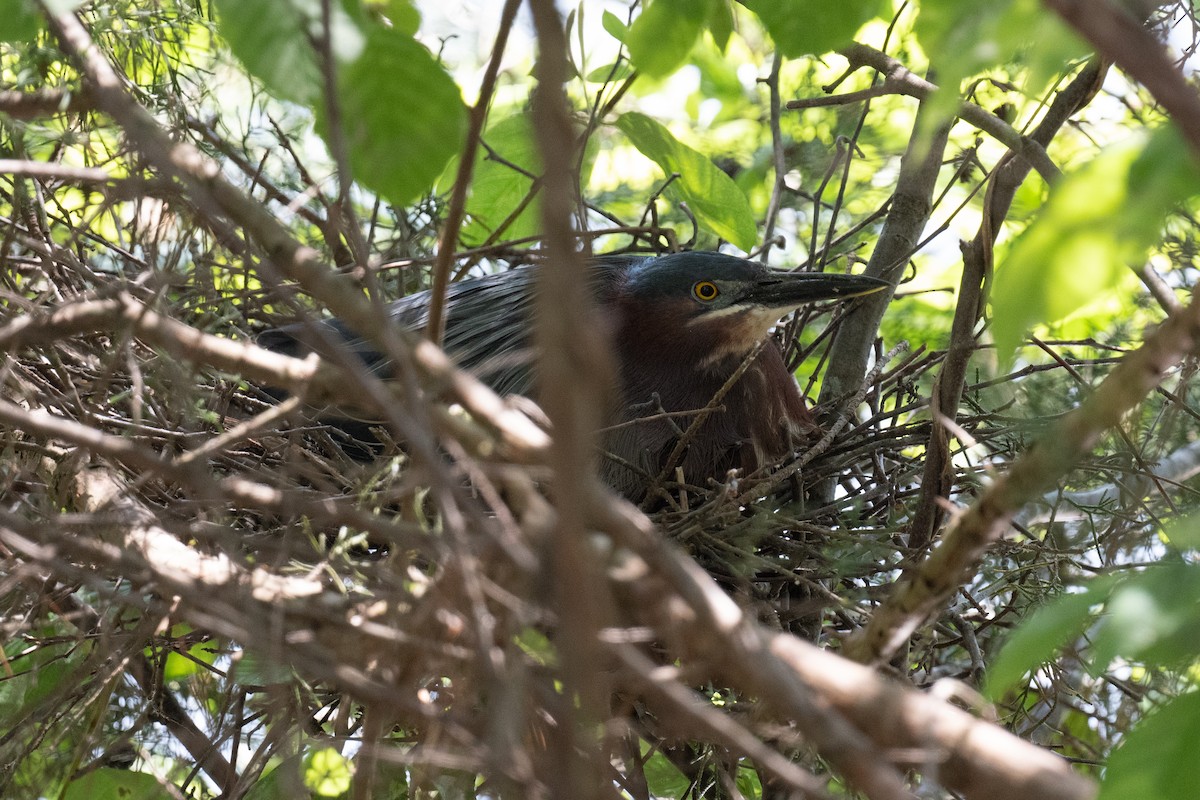 Green Heron - ML334338331
