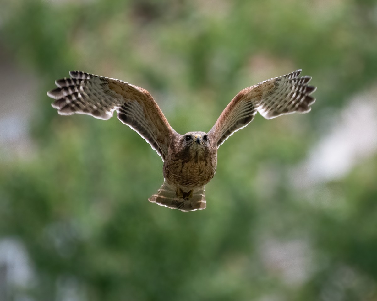 Red-shouldered Hawk - ML334338631