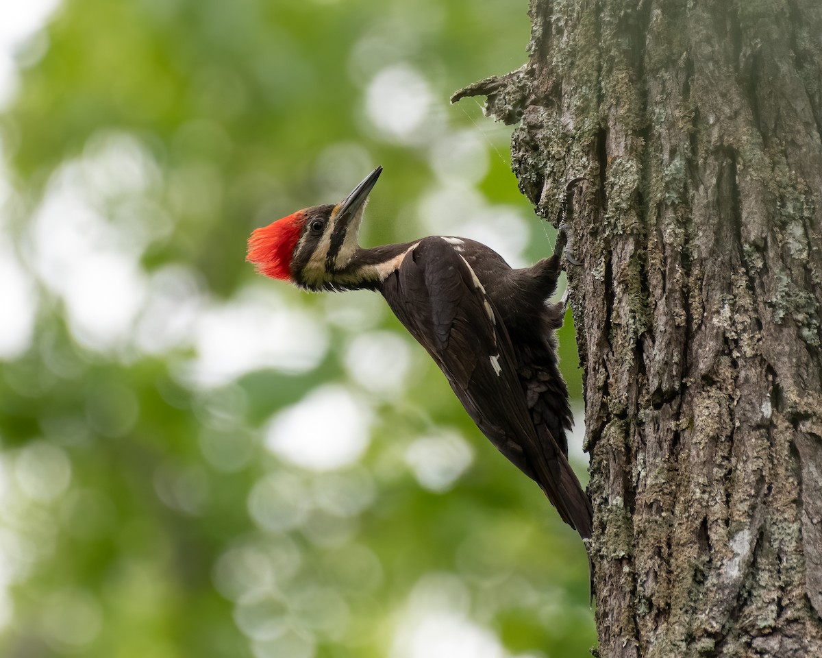 Pileated Woodpecker - ML334338681