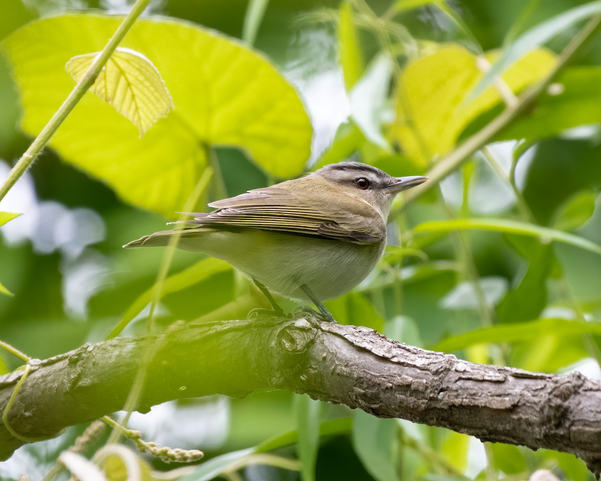 Kızıl Gözlü Vireo - ML334338721