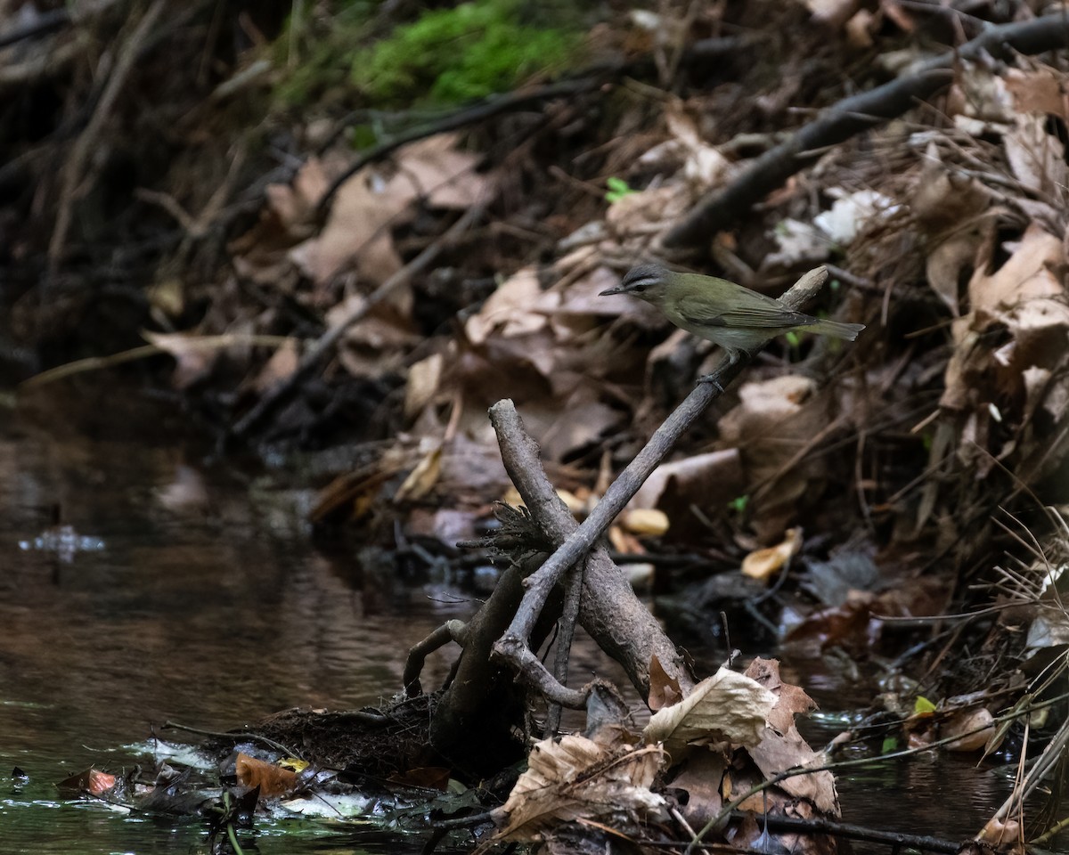 rødøyevireo - ML334338781