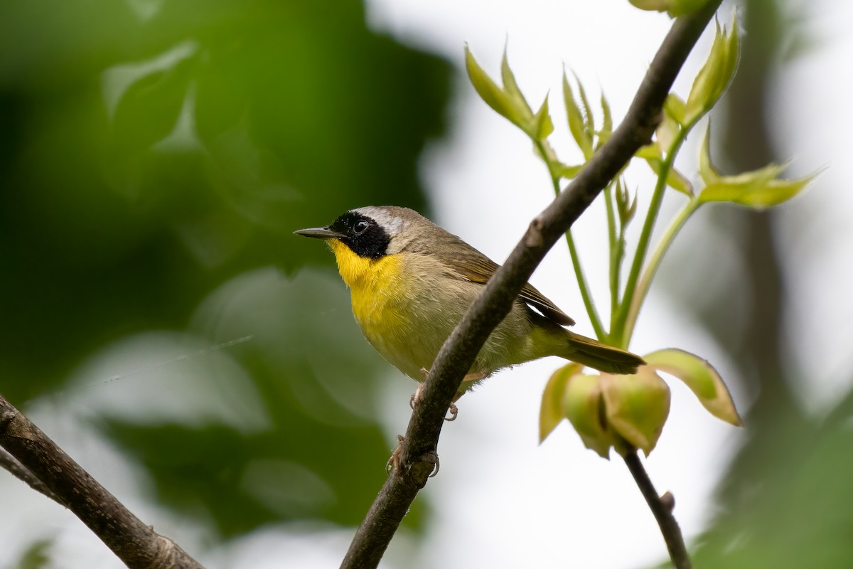 Common Yellowthroat - ML334339141