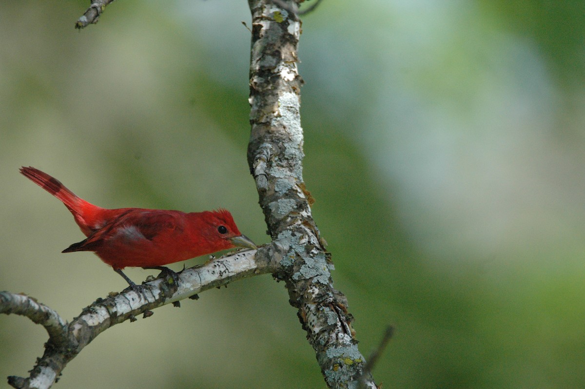 Summer Tanager - Cathy Yungbluth