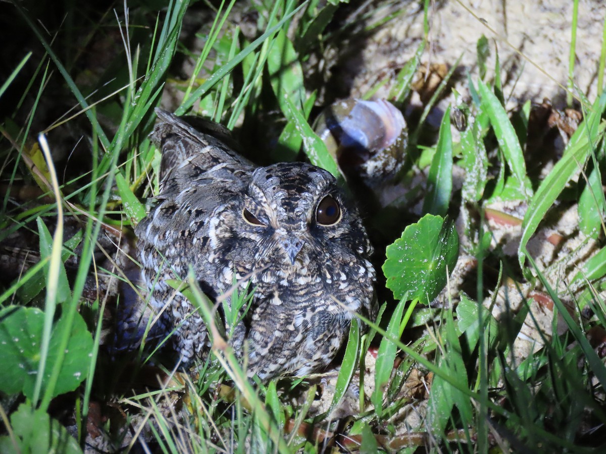 Sickle-winged Nightjar - Birding Iguazu