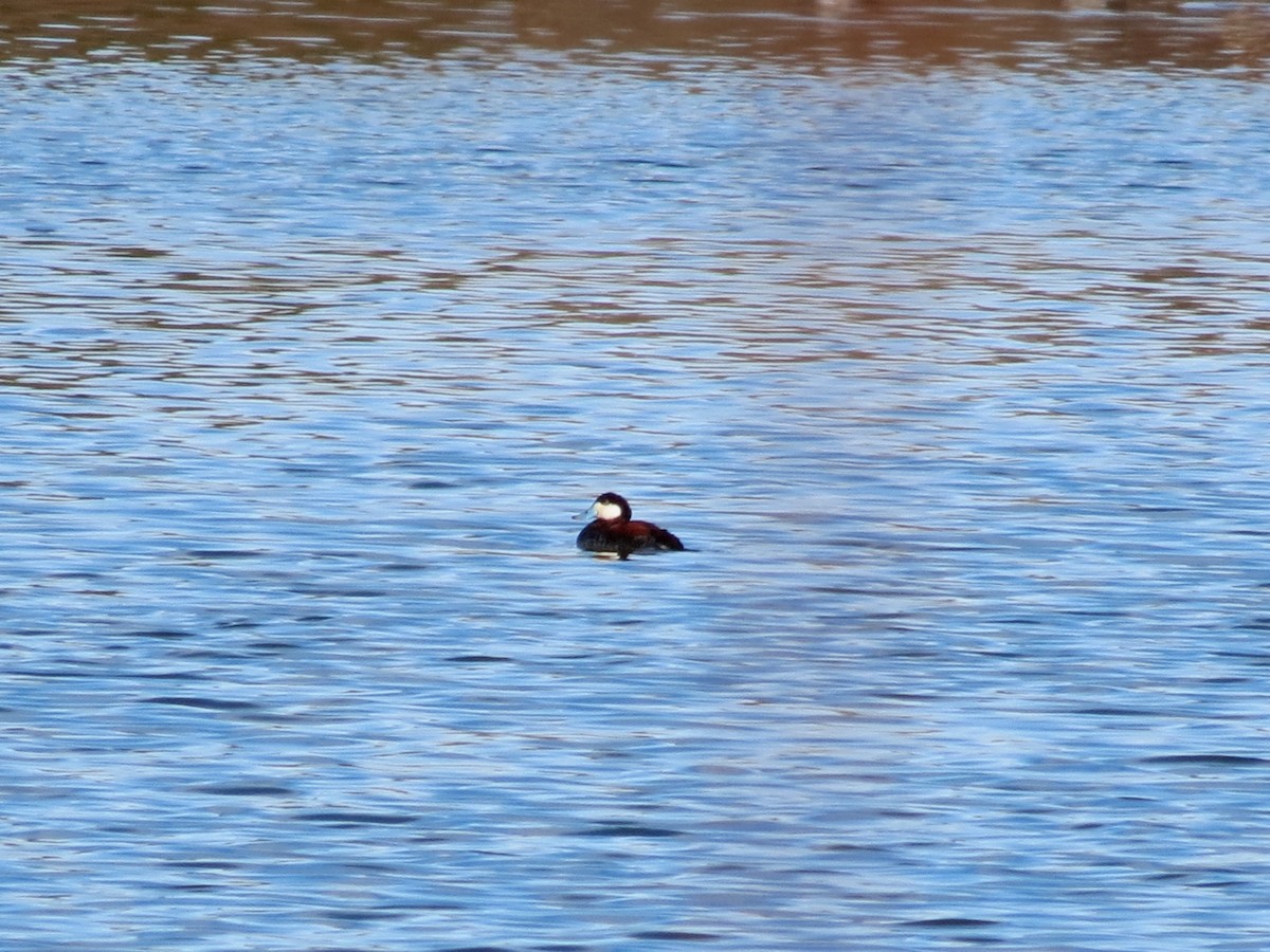 Ruddy Duck - Andrew Olive