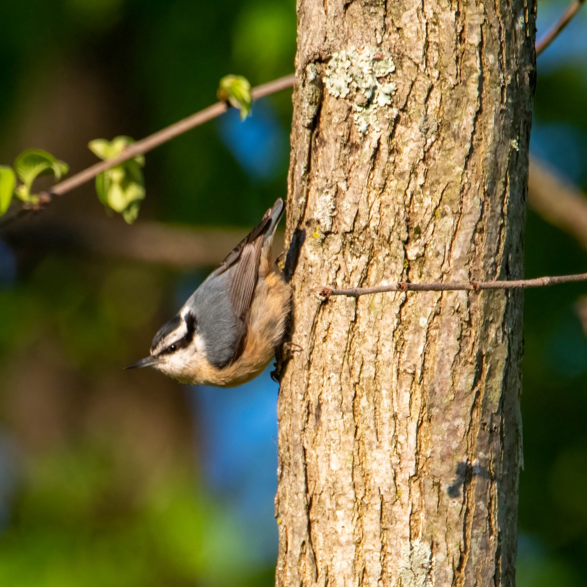 Red-breasted Nuthatch - ML334344841