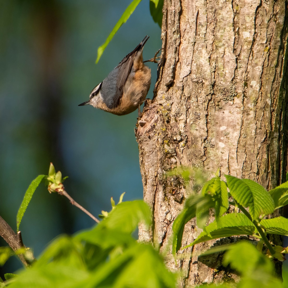 Red-breasted Nuthatch - ML334344851