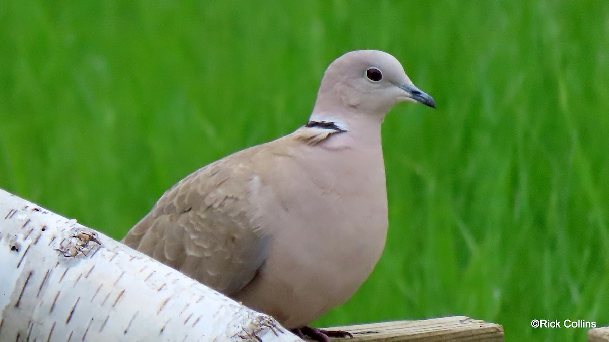 Eurasian Collared-Dove - ML334345061